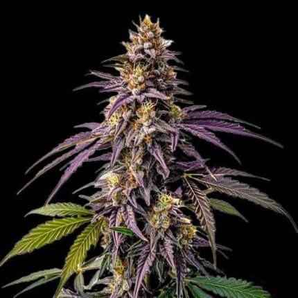 Fruit Pebbles Cali pebbles Cali, Cali weed, Cali Guz, Gel Blaster AK-47, Fruit Pebbles Strain, Cali Cannabis