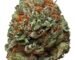 Bubba Kush strain Bubba Kush wirkung Bubba Kush demecan typ 1 bubba kush Jack Herer outdoor